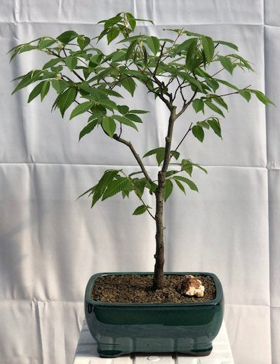 Flowering Japanese Loose Hornbeam Bonsai Tree- (carpinus laxiflora)