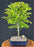 Flowering Campeche Bonsai Tree -(haematoxylum campechianum)