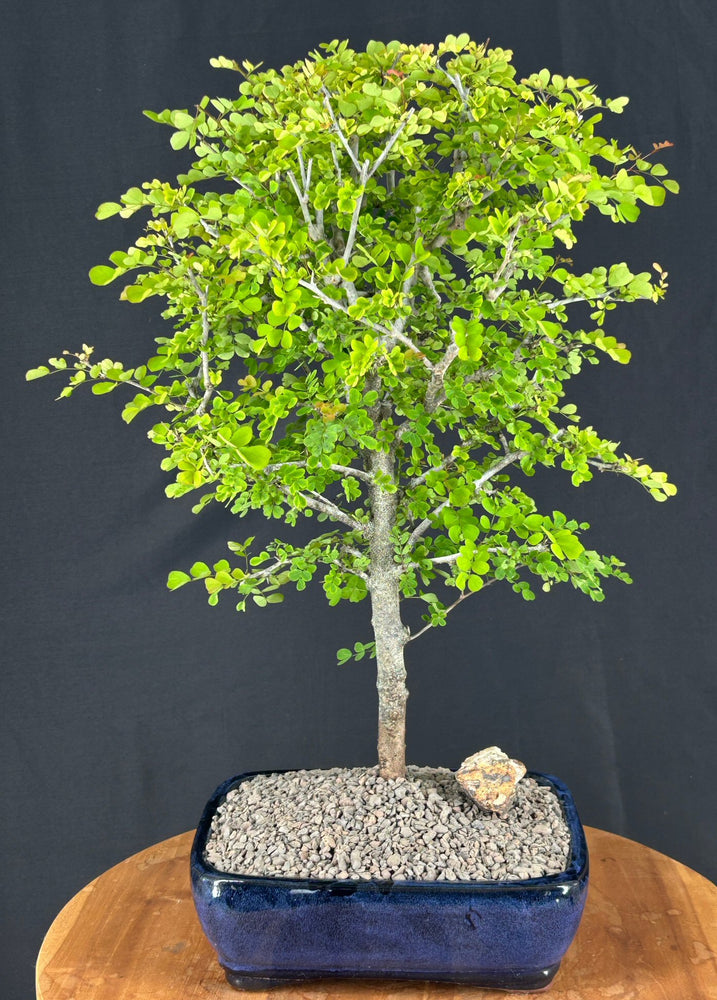 Flowering Campeche Bonsai Tree -(haematoxylum campechianum)