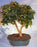 Flowering Campeche Bonsai Tree - Large -(haematoxylum campechianum)