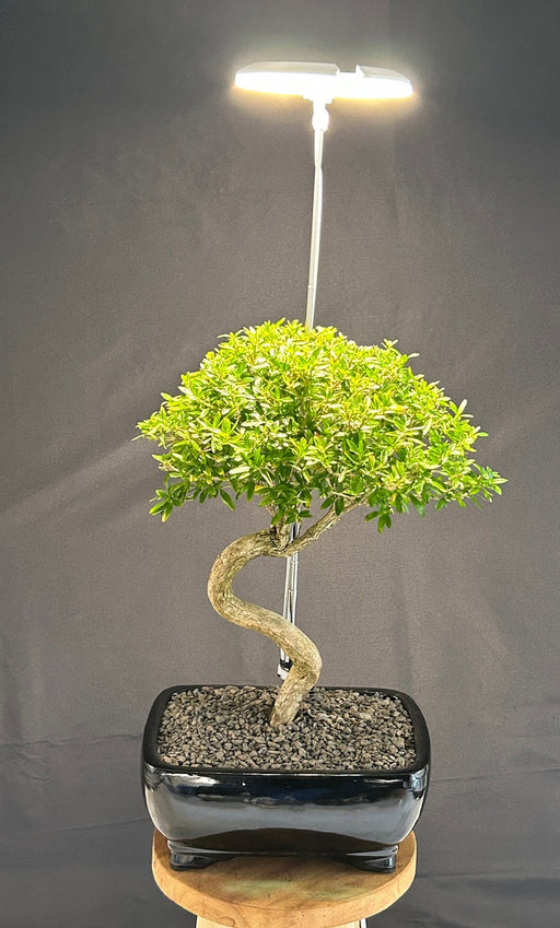 SunBlaster Halo 360 LED Plant Light