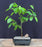 European Hornbeam Bonsai Tree - Medium-(carpinus betulus)