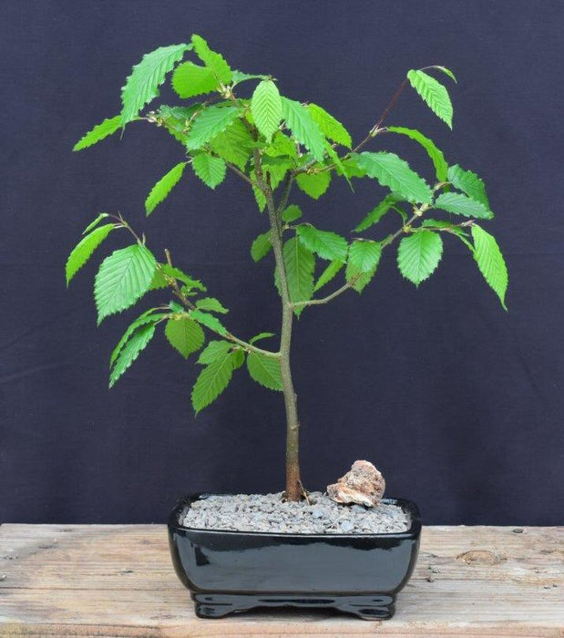 European Hornbeam Bonsai Tree - Medium-(carpinus betulus)