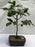 European Beech Bonsai Tree-(fagus sylvatica)