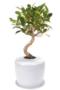 Ficus Retusa Curved Trunk Bonsai Tree &- Porcelain Ceramic Cremation Urn -with Matching Humidity / Drip Tray