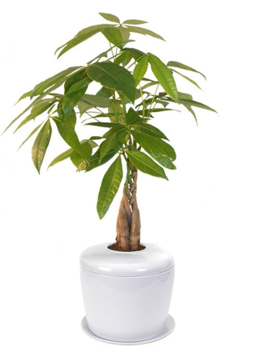 Braided Money Bonsai Tree <i>(pachira aquatica)- and Porcelain Ceramic Cremation Urn-with Matching Humidity / Drip Tray