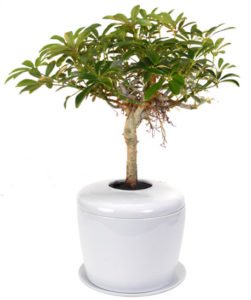 Hawaiian Umbrella Bonsai Tree <i>(arboricola schefflera 'luseanne')- and Porcelain Ceramic Cremation Urn-with Matching Humidity / Drip Tray