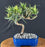Trained Flowering Podocarpus Bonsai Tree - (podocarpus macrophyllus)