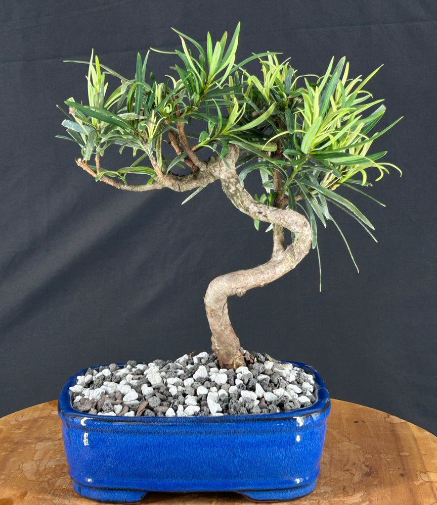 Trained Flowering Podocarpus Bonsai Tree - (podocarpus macrophyllus)
