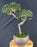 Trained Chinese Elm Bonsai Tree - (ulmus parvifolia)