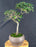 Trained Chinese Elm Bonsai Tree - (ulmus parvifolia)