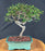 Trained Chinese Elm Bonsai Tree - (ulmus parvifolia)