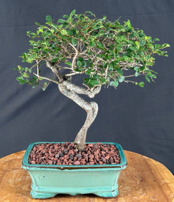 Trained Chinese Elm Bonsai Tree - (ulmus parvifolia)