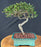 Trained Chinese Elm Bonsai Tree - (ulmus parvifolia)