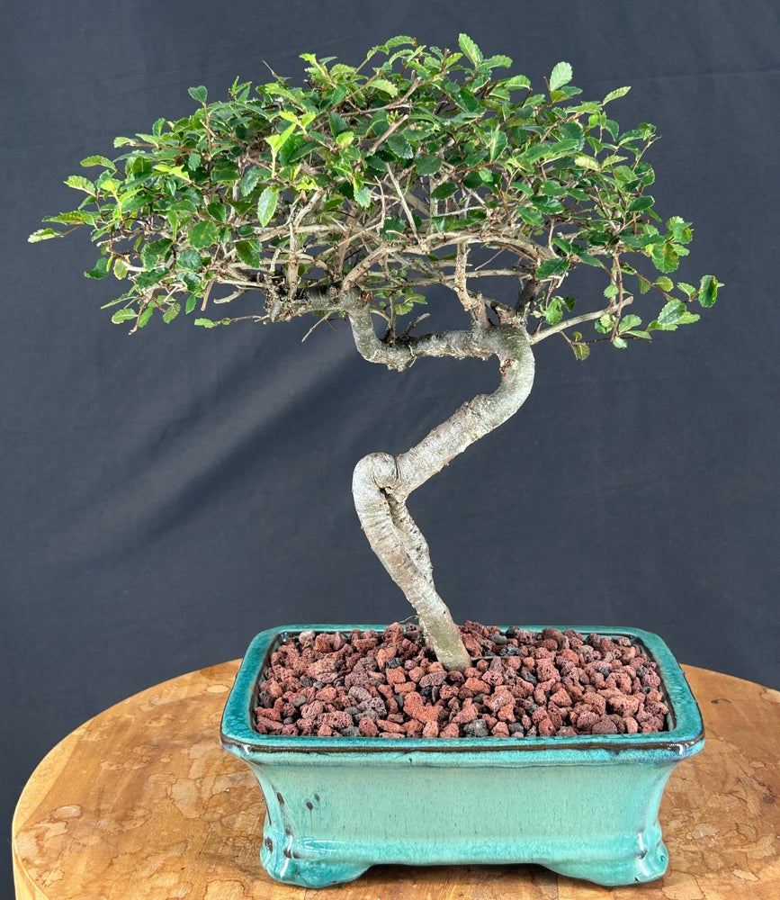 Trained Chinese Elm Bonsai Tree - (ulmus parvifolia)