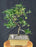 Trained Flowering Pyracantha Bonsai Tree - (pyracantha 'mohave')