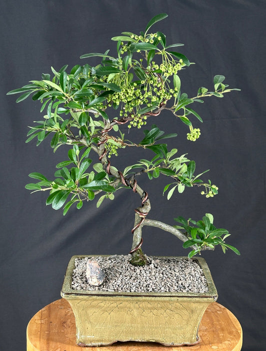 Trained Flowering Pyracantha Bonsai Tree - (pyracantha 'mohave')
