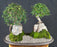 Chinese ElmRoot Over Rock Forest Group - (ulmus parvifolia)