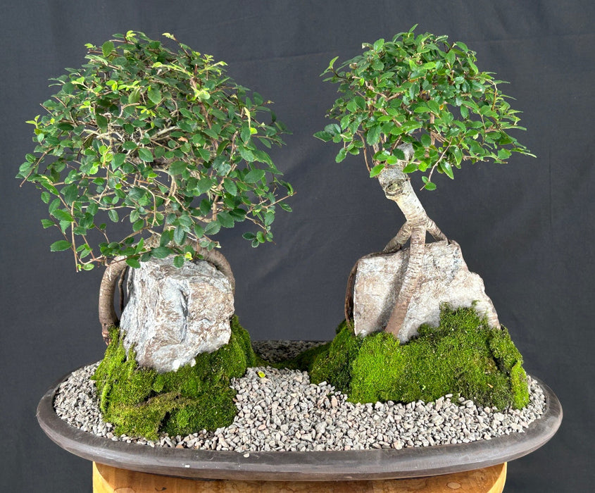 Chinese ElmRoot Over Rock Forest Group - (ulmus parvifolia)
