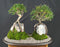 Chinese ElmRoot Over Rock Forest Group - (ulmus parvifolia)