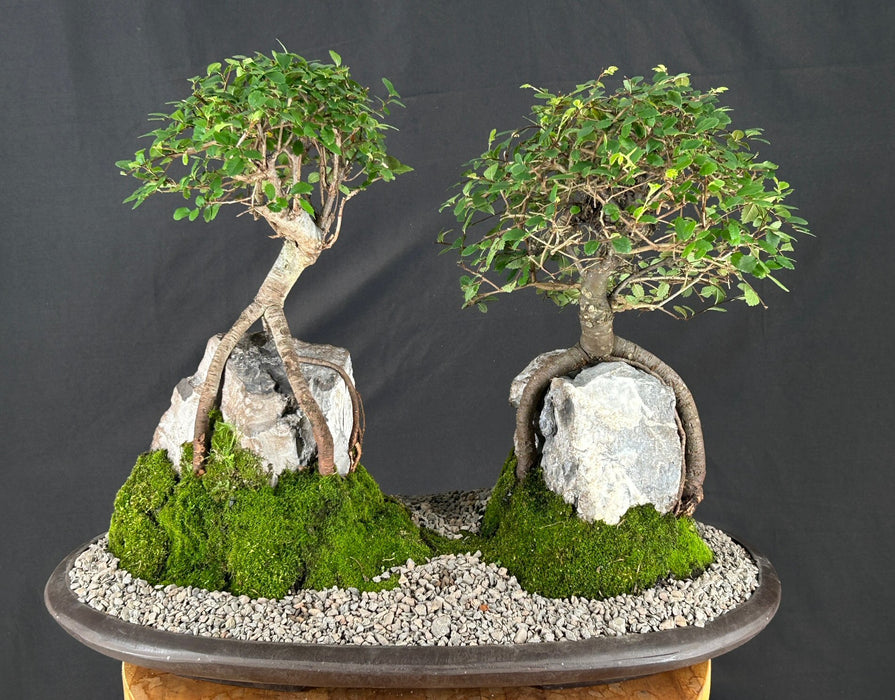 Chinese ElmRoot Over Rock Forest Group - (ulmus parvifolia)
