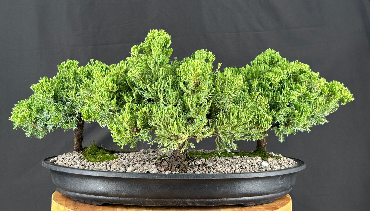 Juniper Bonsai Tree - Three Tree Forest Group - (juniper procumbens nana)