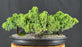 Juniper Bonsai Tree - Three Tree Forest Group - (juniper procumbens nana)