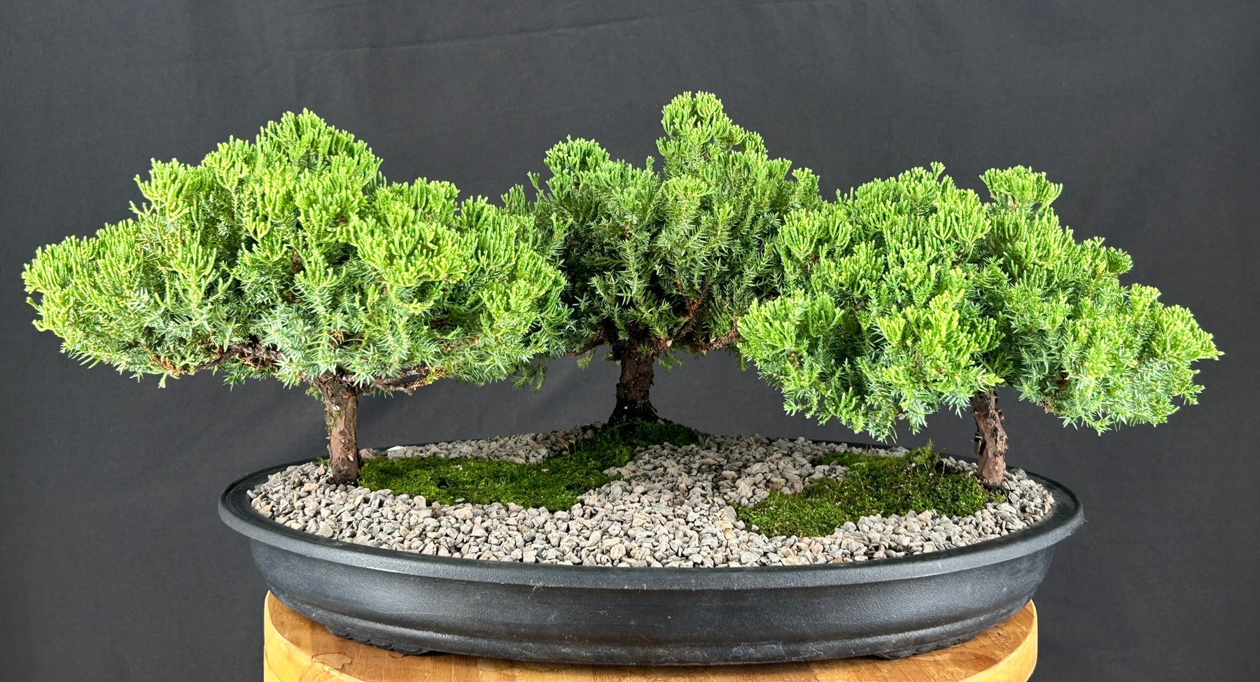 Juniper Bonsai Tree - Three Tree Forest Group - (juniper procumbens nana)