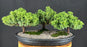Juniper Bonsai Tree - Three Tree Forest Group - (juniper procumbens nana)