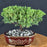 Juniper Bonsai Tree - Trained - (juniper procumbens nana)