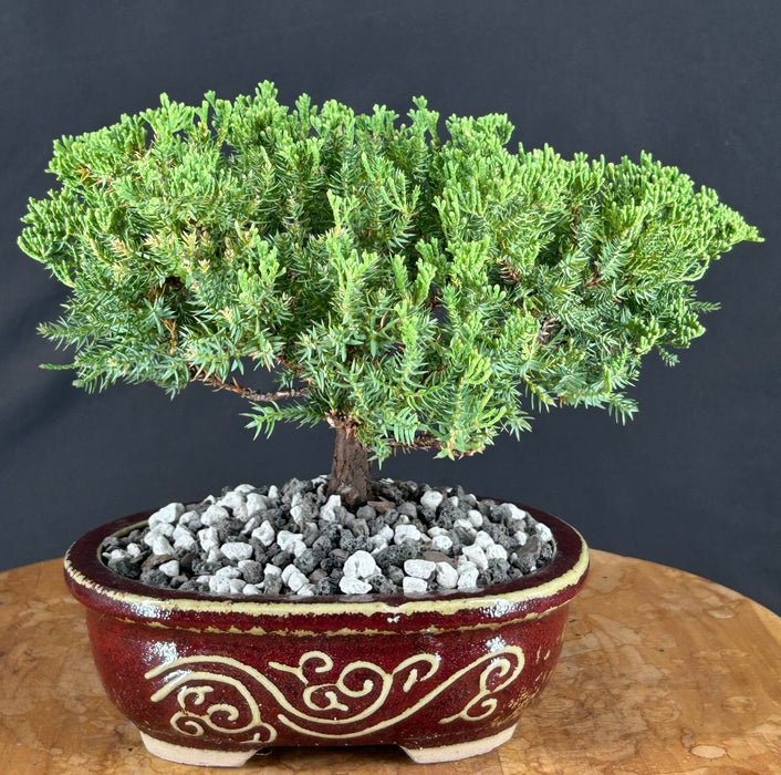 Juniper Bonsai Tree - Trained - (juniper procumbens nana)