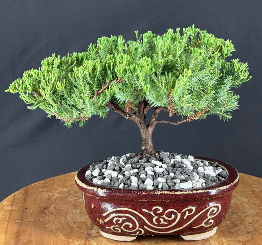 Juniper Bonsai Tree - Trained - (juniper procumbens nana)