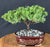 Juniper Bonsai Tree - Trained - (juniper procumbens nana)