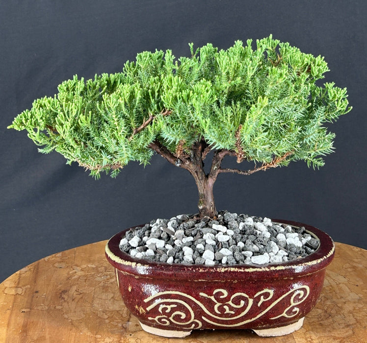 Juniper Bonsai Tree - Trained - (juniper procumbens nana)