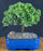 Juniper Bonsai Tree - Trained - (juniper procumbens nana)