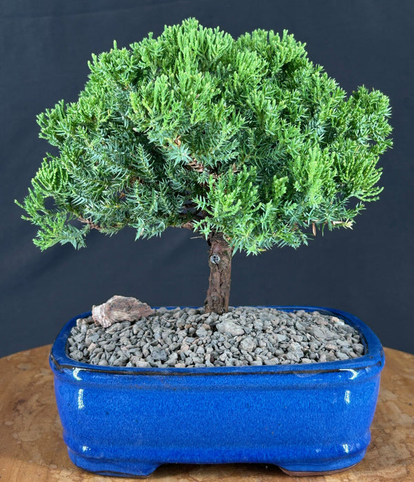 Juniper Bonsai Tree - Trained - (juniper procumbens nana)