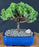 Juniper Bonsai Tree - Trained - (juniper procumbens nana)