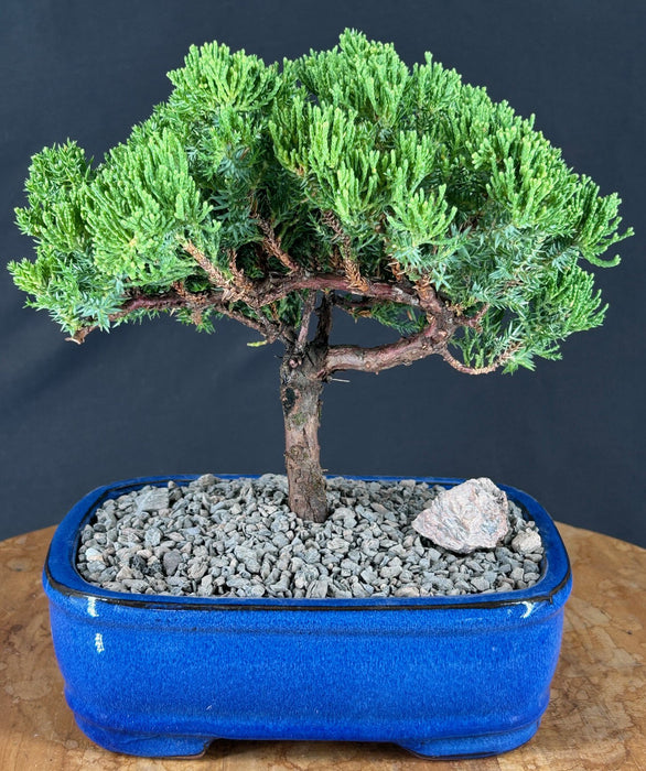 Juniper Bonsai Tree - Trained - (juniper procumbens nana)