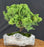 Juniper Bonsai Tree - Trained - (juniper procumbens nana)