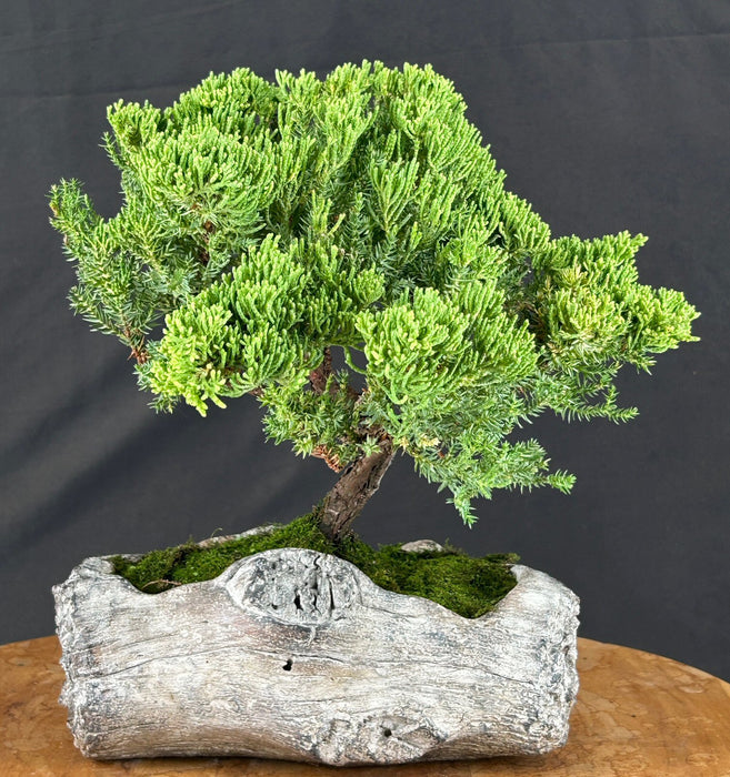 Juniper Bonsai Tree - Trained - (juniper procumbens nana)