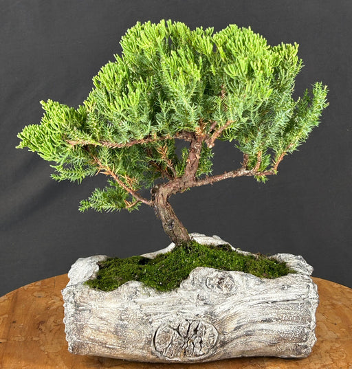 Juniper Bonsai Tree - Trained - (juniper procumbens nana)