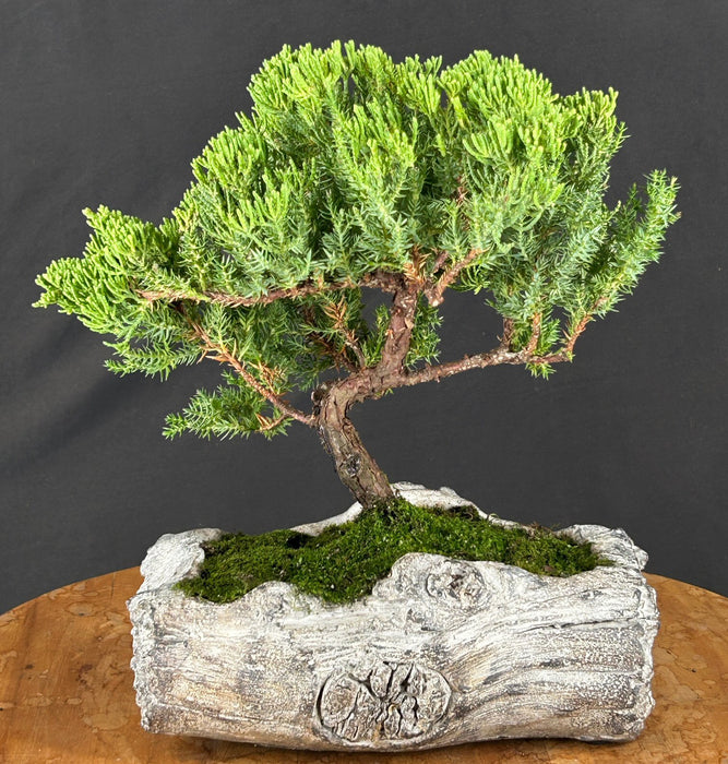 Juniper Bonsai Tree - Trained - (juniper procumbens nana)