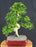 Flowering Ligustrum Bonsai Tree - Curved Trunk & Tiered Branching - (ligustrum lucidum)