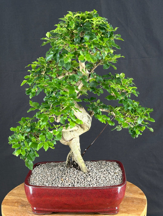 Flowering Ligustrum Bonsai Tree - Curved Trunk & Tiered Branching - (ligustrum lucidum)