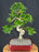 Flowering Ligustrum Bonsai Tree - Curved Trunk & Tiered Branching - (ligustrum lucidum)