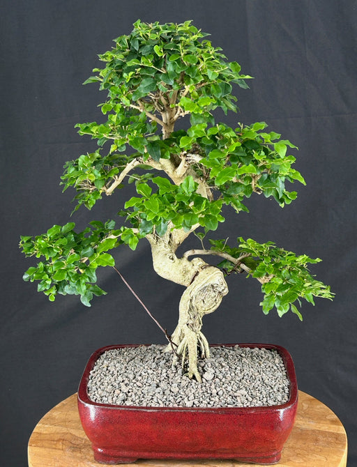 Flowering Ligustrum Bonsai Tree - Curved Trunk & Tiered Branching - (ligustrum lucidum)