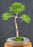 Willow Leaf Ficus Bonsai Tree - (Ficus Nerifolia/Salisafolia)