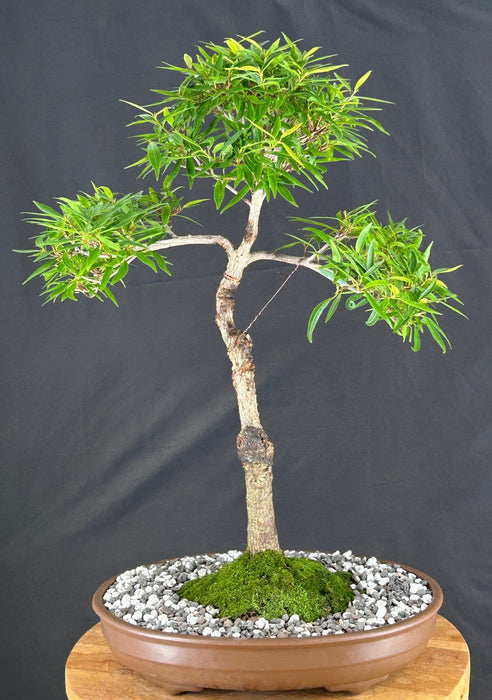Willow Leaf Ficus Bonsai Tree - (Ficus Nerifolia/Salisafolia)