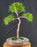 Willow Leaf Ficus Bonsai Tree - (Ficus Nerifolia/Salisafolia)