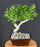 Trained Ficus Retusa Bonsai Tree - (ficus retusa)